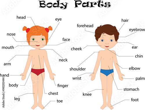 Boy and girl unclothed. Body parts, anatomy