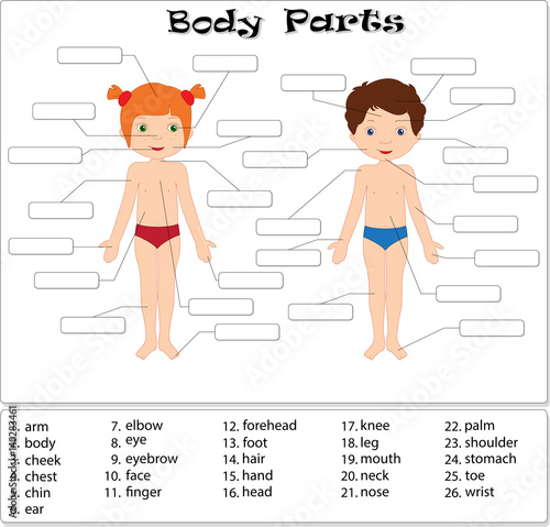Boy and girl. Body parts, anatomy