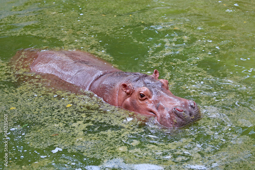 Hippo in pond