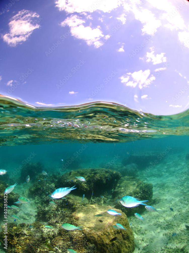 Fototapeta premium 南国の風景