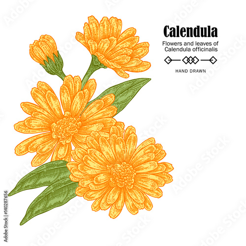 Vector illustration calendula flowers on white background. Medicinal herbs in sketch style
