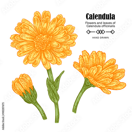Vector illustration calendula flowers on white background. Medicinal herbs in sketch style