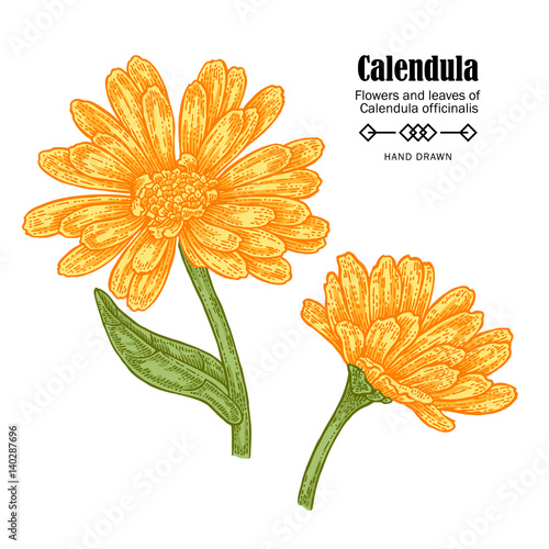 Vector illustration calendula flowers on white background. Medicinal herbs in sketch style