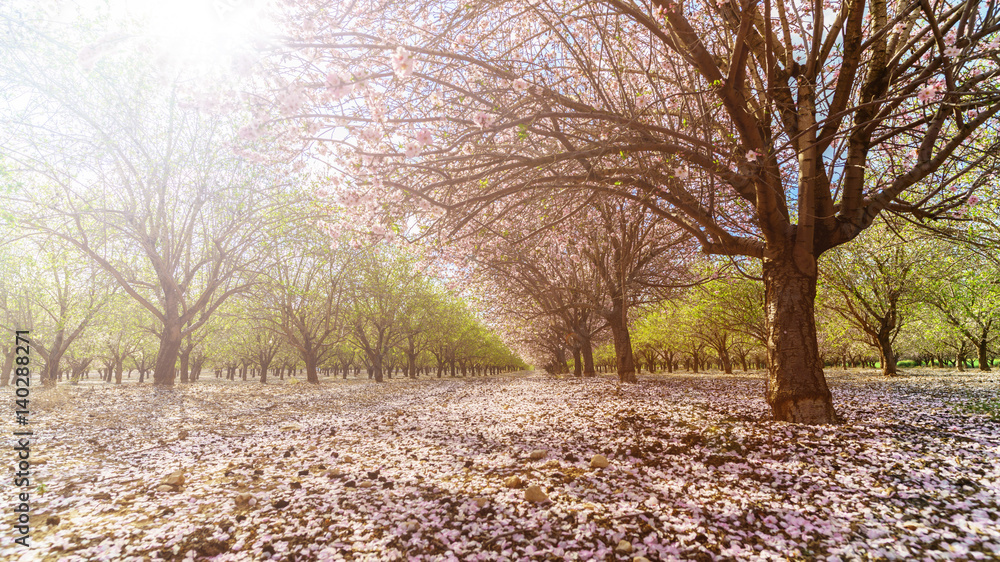 Obraz premium garden with flowering fruit trees