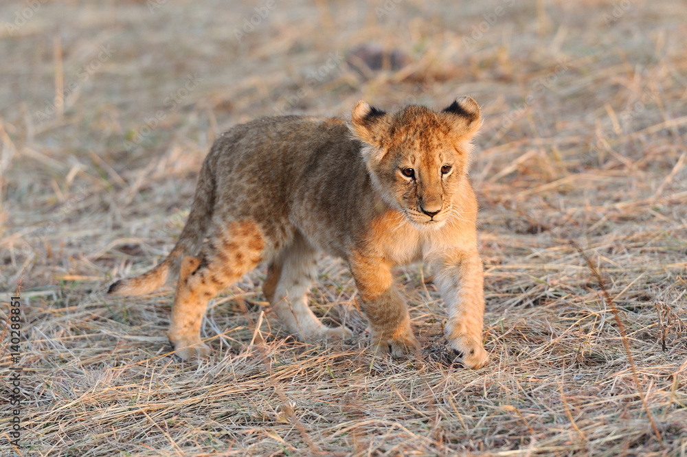 Fototapeta premium African lion cub