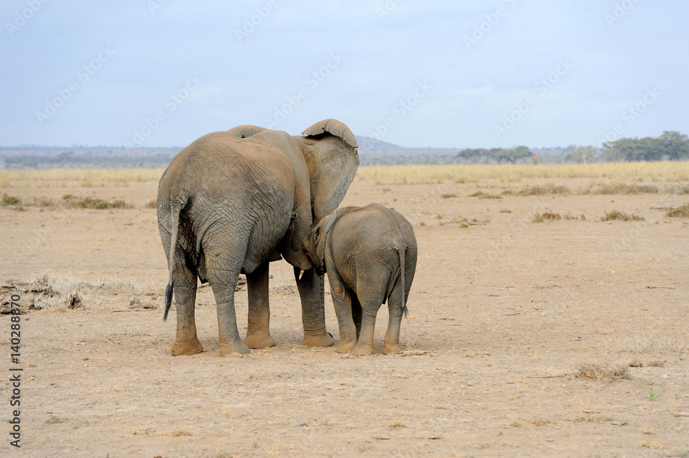 Elephant in National park of Kenya Elephant in National park of Kenya