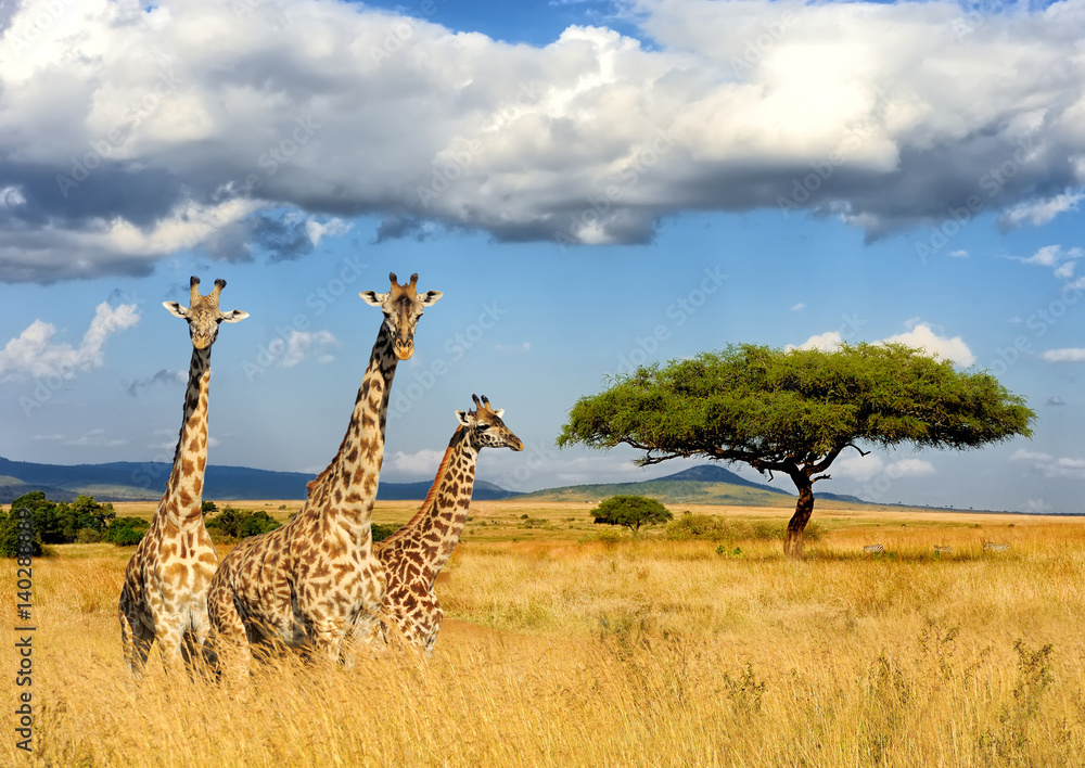 Naklejka premium Żyrafa w Parku Narodowym Kenii