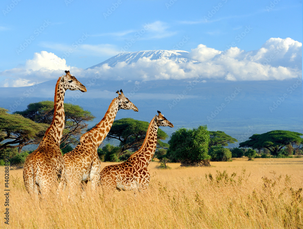 Fototapeta premium Trzy żyrafa na tle montażu Kilimandżaro w Parku Narodowym Kenii