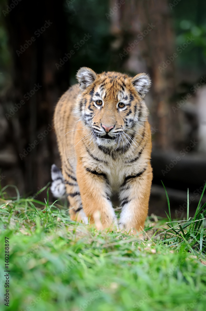 Obraz premium Tiger cub in grass