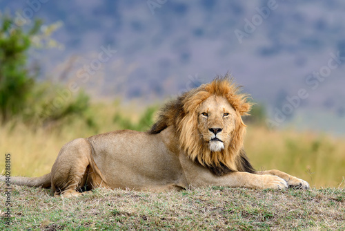 Fototapeta Naklejka Na Ścianę i Meble -  Lion in National park of Kenya