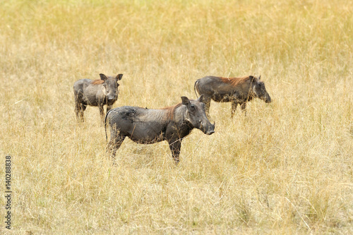 Warthog on the National Park, Kenya © byrdyak