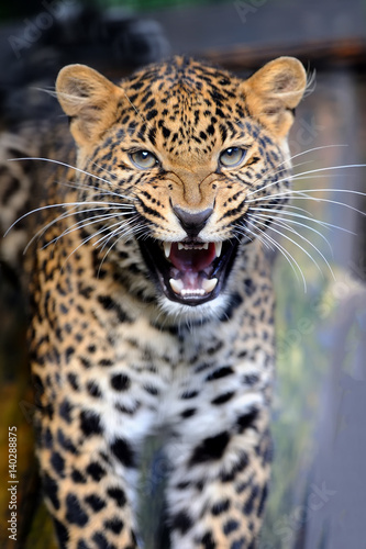 Leopard in nature