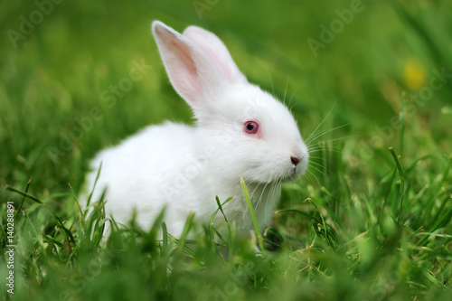Baby white rabbits in grass © byrdyak