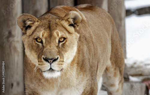 Photography Lioness. portrait of a wild cat