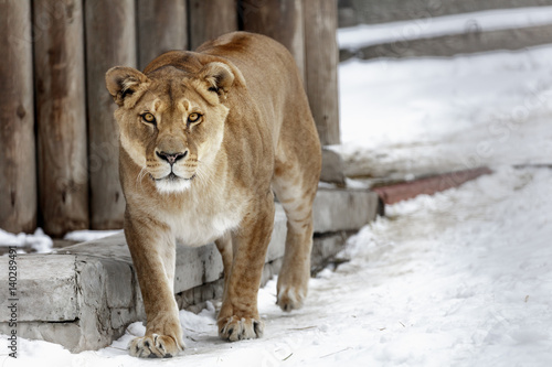 Lioness. portrait of a wild cat