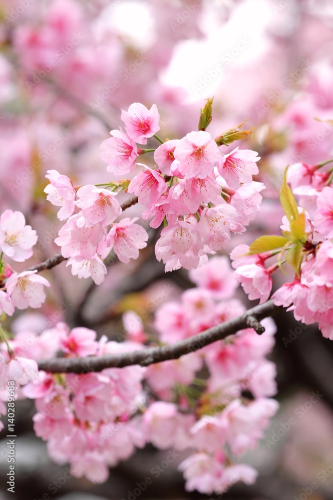 大寒桜