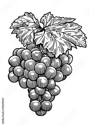 Grape illustration, drawing, engraving, ink, line art, vector