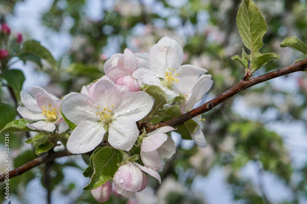 Flowering branch of Apple tree in spring garden Flowering branch of Apple tree in spring garden