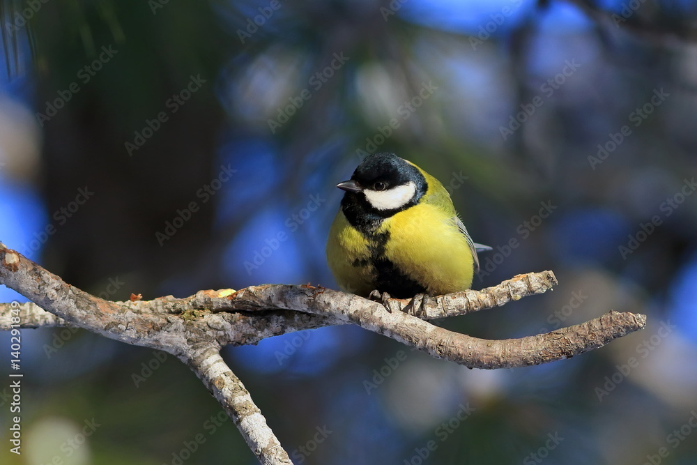Great tit in winter forest on the branches of cedar Great tit in winter forest on the branches of cedar