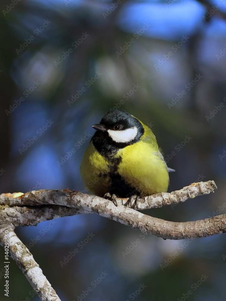 Obraz premium Great tit in the winter forest at the Yamal Peninsula