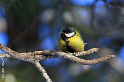 Great tit in winter forest on the branches of cedar