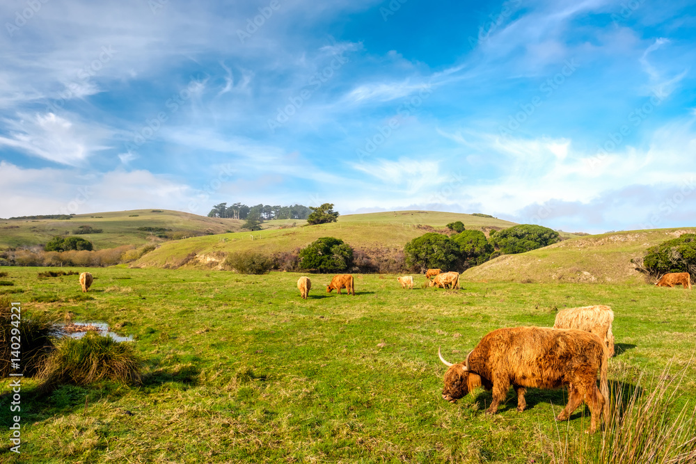 Highland cows on a field, California