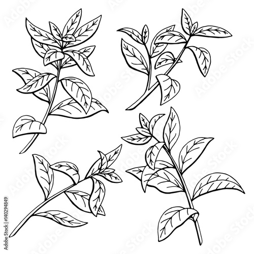 Tea plant graphic black white sketch isolated illustration vector