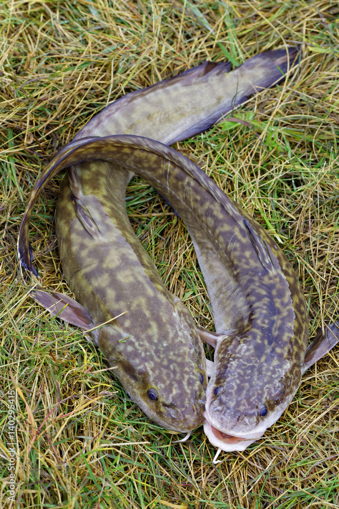 Two caught Siberian burbots