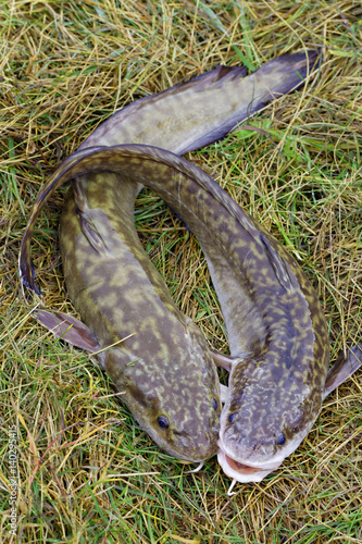 Obraz na płótnie Two caught Siberian burbots w salonie