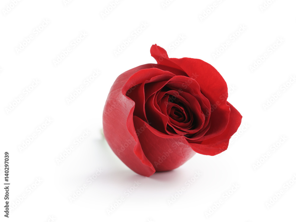 single red rose head isolated on white background single red rose head isolated on white background
