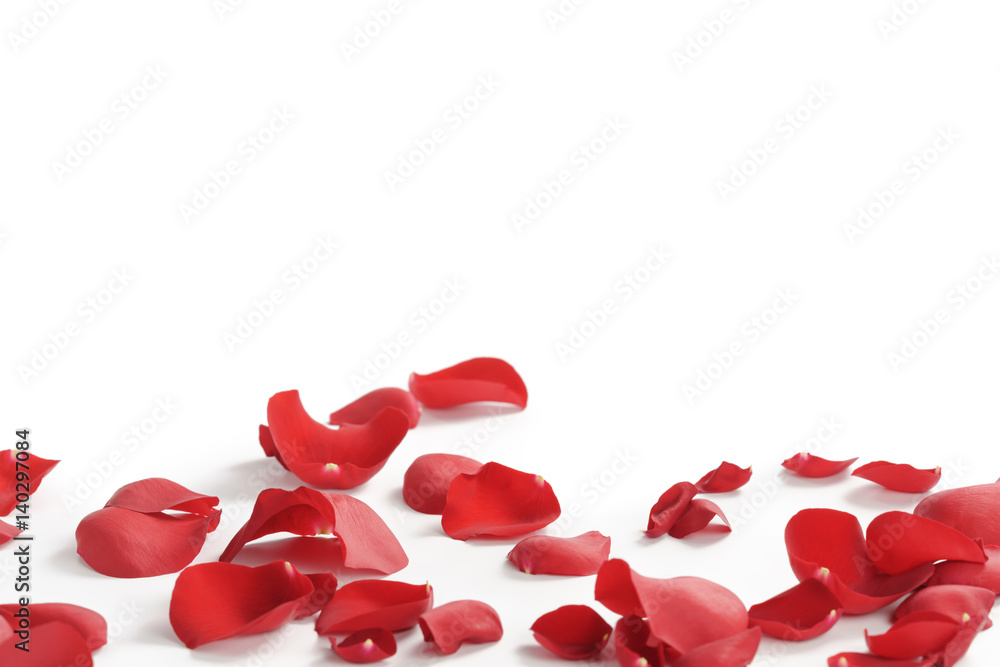 red rose petals on white background, abstract photo red rose petals on white background, abstract photo