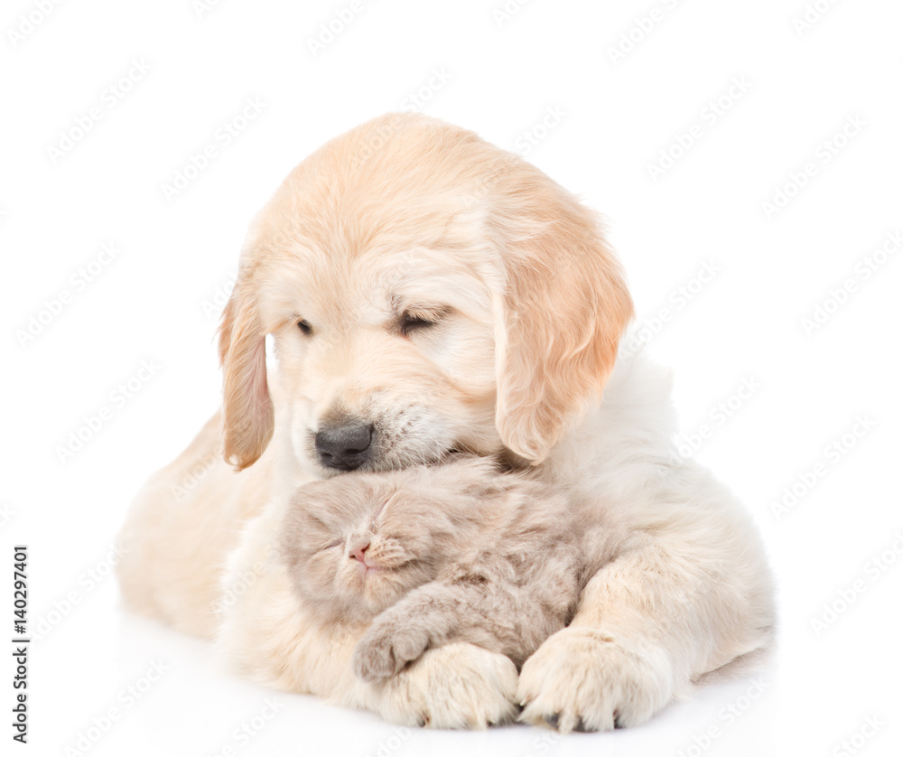 Golden retriever puppy hugging a small kitten. isolated on white background