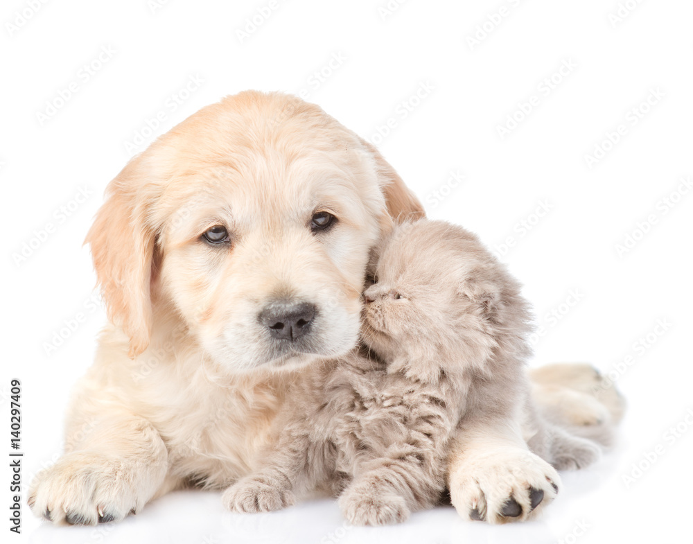 Tiny kitten with golden retriever puppy. isolated on white background Tiny kitten with golden retriever puppy. isolated on white background