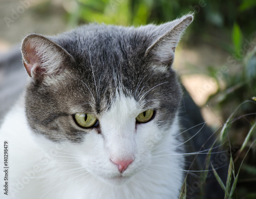 Portrait of gray - white cat 