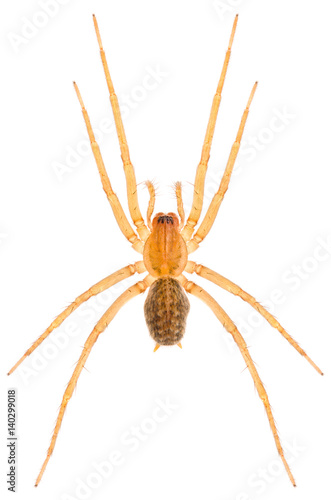 Eratigena agrestis hobo spider isolated on white background. Dorsal view of funnel web spider.
