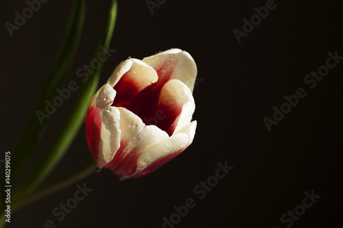 Tulip flower on a dark background
