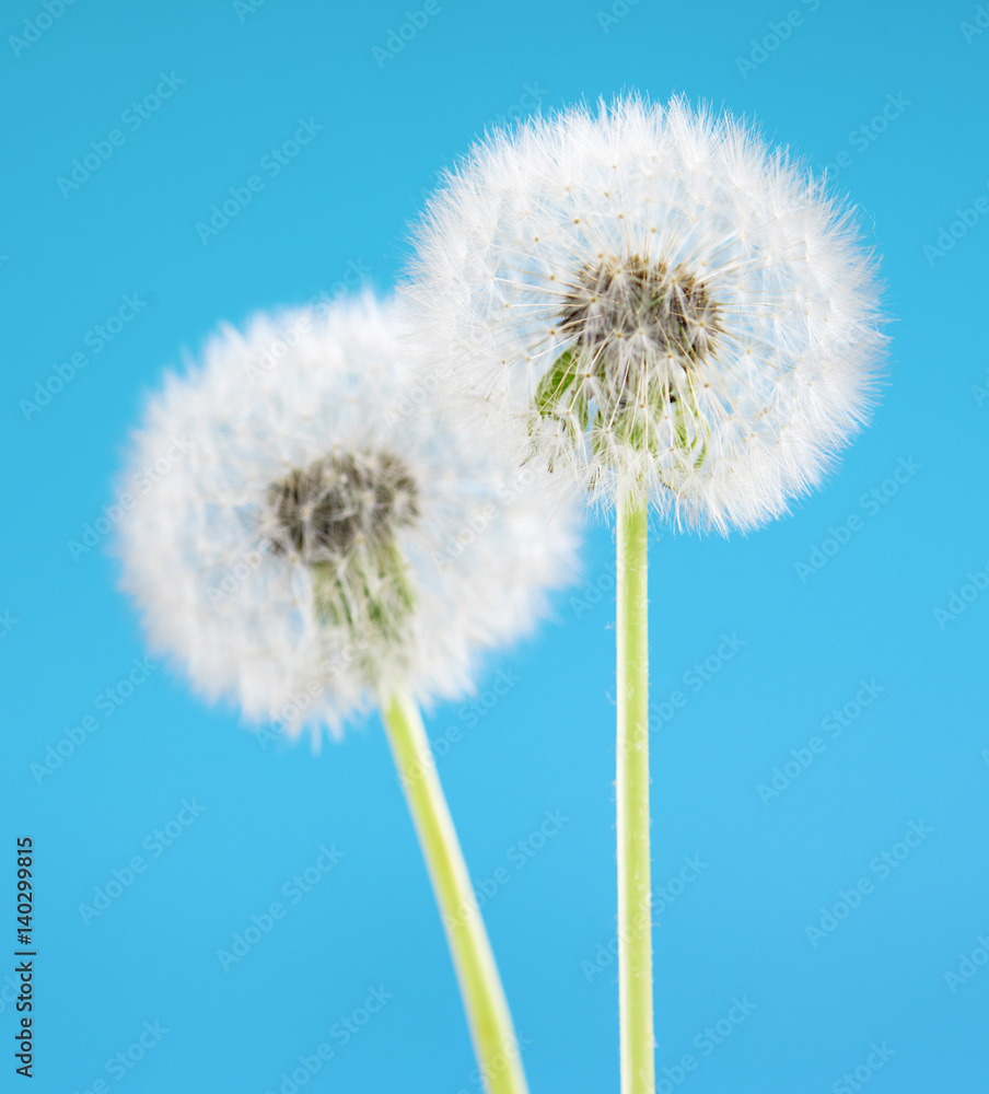 Dandelion flower on sky background. Object isolated on blue. Spring concept.
