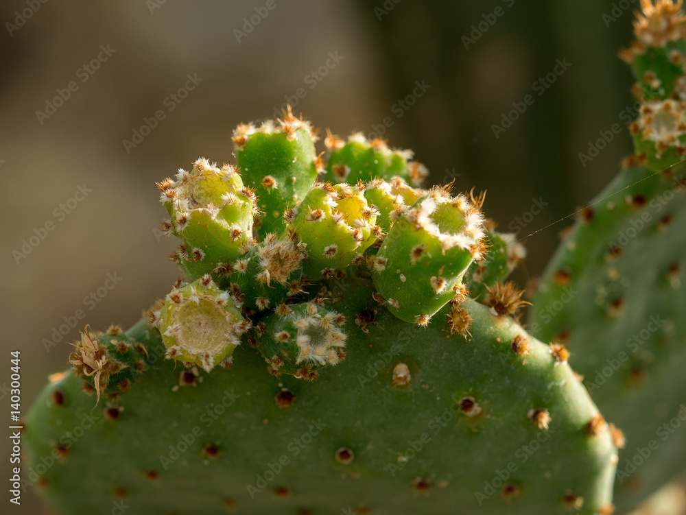 Feigenkaktus mit Blüte