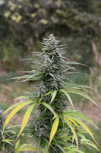Outdoor cannabis flower