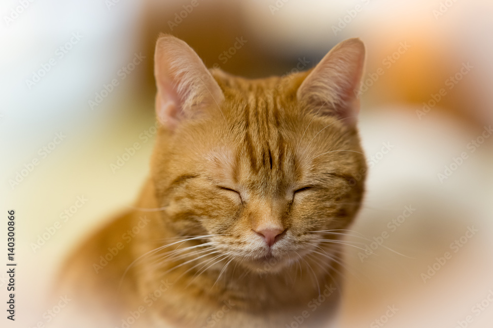 猫物語 猫物語