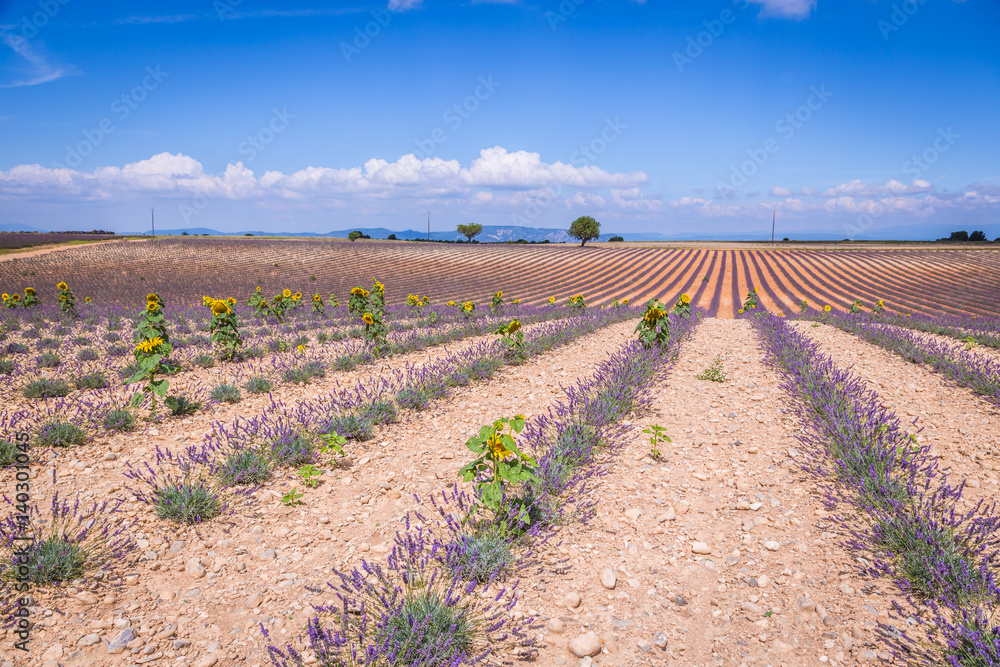 Obraz premium Lavender field in the region of Provence, southern France