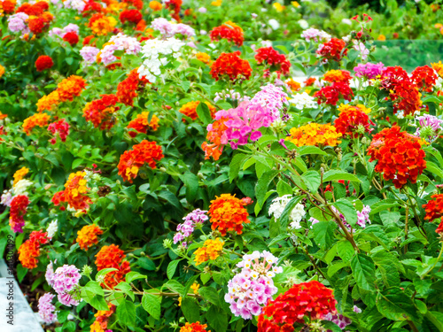 lantana colorful tone beauty flowers in garden © darkfoxelixir