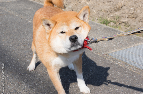 Fotografía 柴犬　歩行拒否
