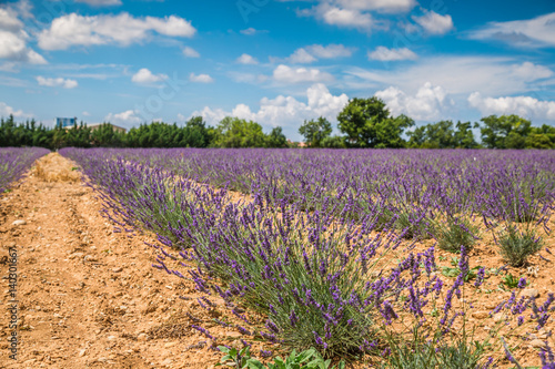 Lavender flower blooming scented fields in endless rows. Valensole plateau, provence, france, europe.