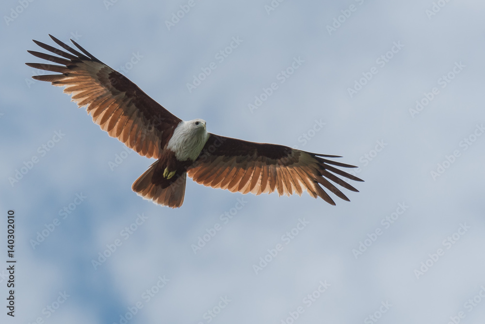 Fototapeta premium Brahminy kite