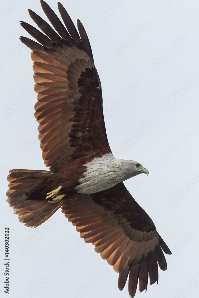 Obraz premium Brahminy kite