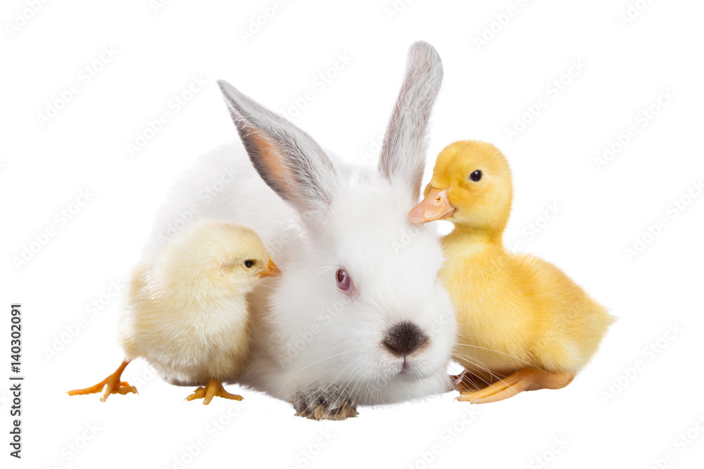 Rabbit chicken duck Rabbit chicken duck