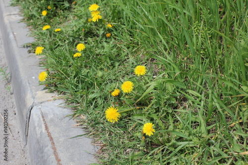 Dandelion flower at the curb in spring 19757