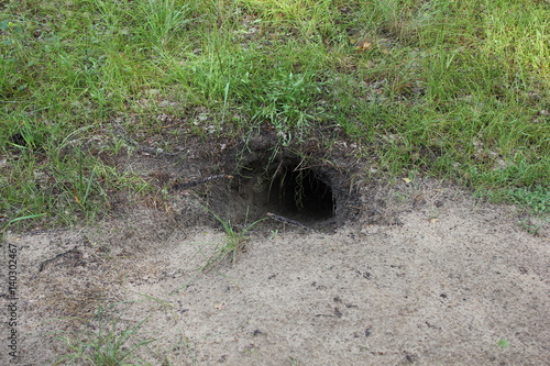 Badger sett in the ground in forest 20163
