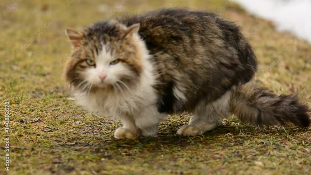 Homeless hungry cat sitting on the grass in the village. Animals. Homeless hungry cat sitting on the grass in the village. Animals.